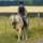 Sarah Weber Aktiv-Reiten  